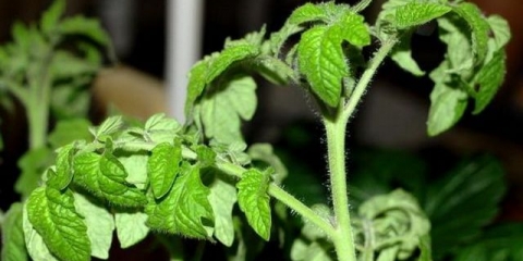 Zašto se listovi paradajza uvijaju?